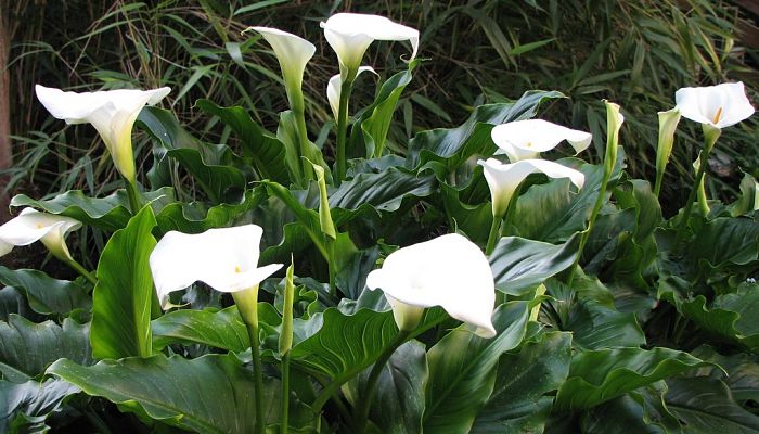 propiedades y beneficios del algaraz