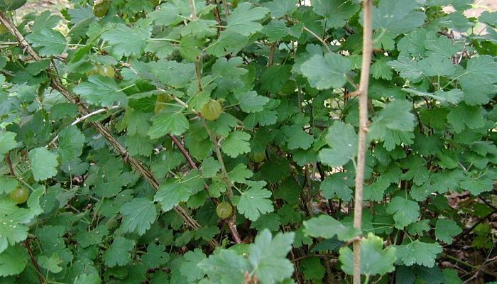 propiedades y beneficios del algarzon