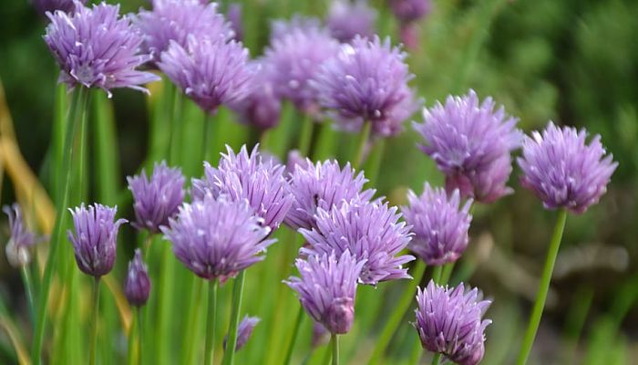 propiedades y beneficios del allium
