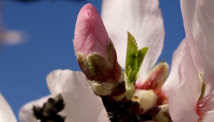 propiedades y beneficios del almendrero