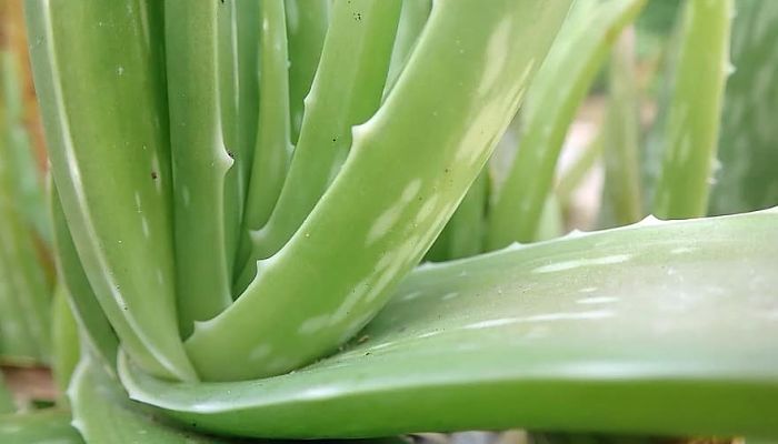 Beneficios del aloe