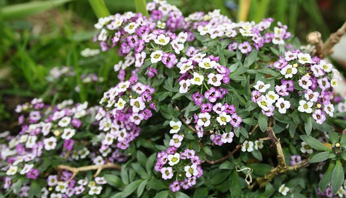 propiedades y beneficios del alyssum