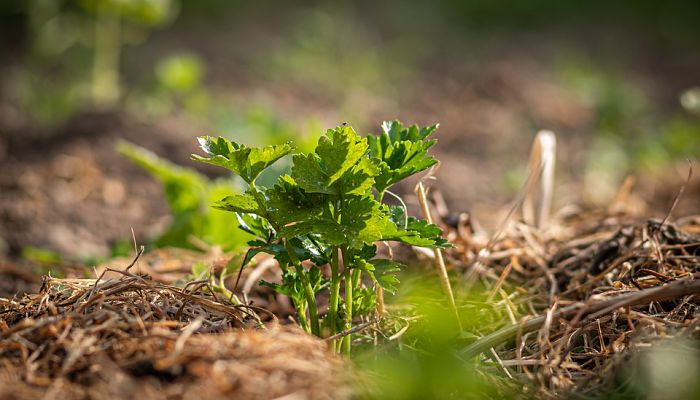 propiedades-y-beneficios