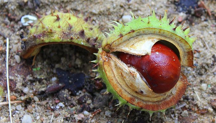 propiedades y beneficios del árbol de la castaña