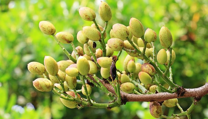 10 Beneficios Y Propiedades Del Árbol De
Los Pistachos