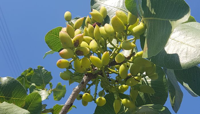 propiedades y beneficios del árbol de los pistachos