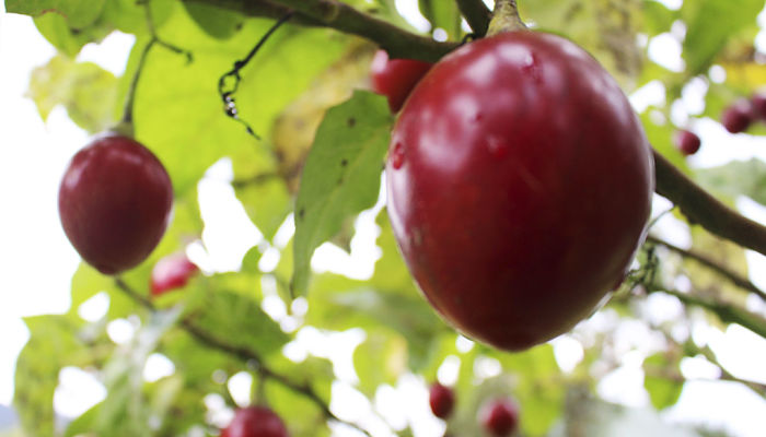 10 Propiedades Y Beneficios Del Árbol De
Los Tomates