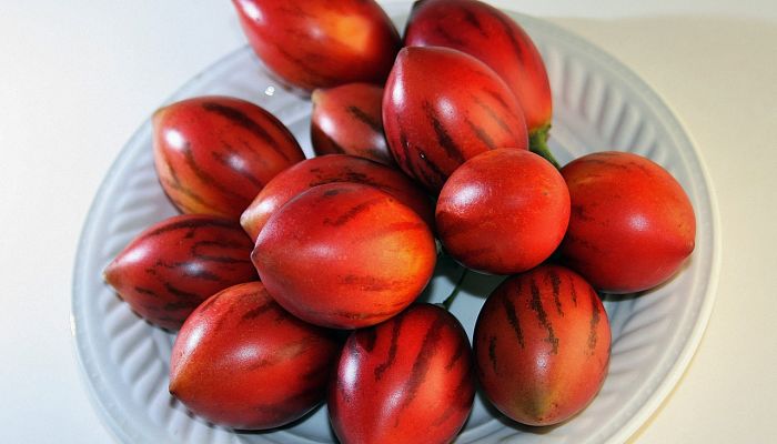 propiedades y beneficios del árbol de los tomates