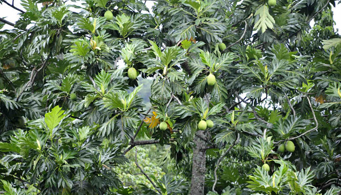 beneficios y propiedades del árbol del pan