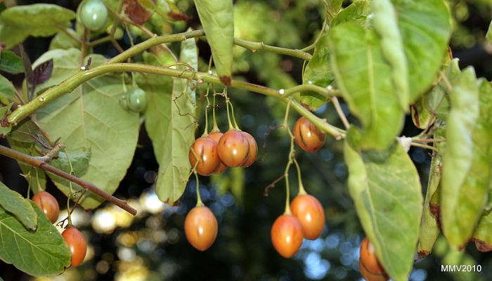 propiedades y beneficios del árbol del tomate