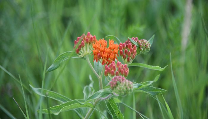 propiedades y beneficios del asclepias
