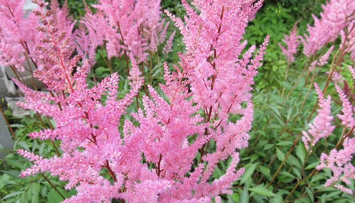 propiedades y beneficios del astilbe