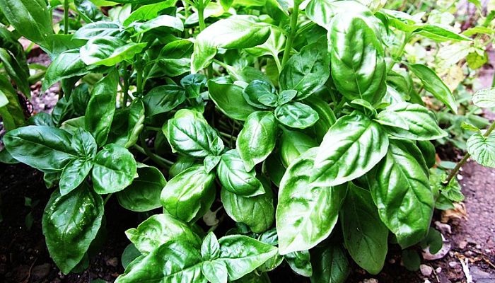 propiedades y beneficios del basil