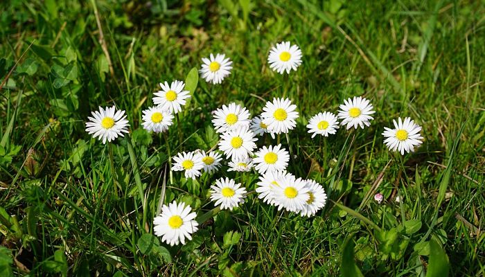 propiedades y beneficios del bellis