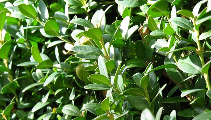 propiedades y beneficios del buxus