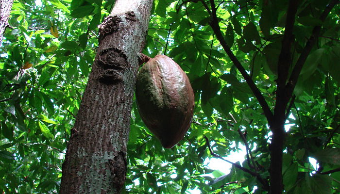 propiedades y beneficios del cacaotero