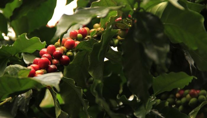 propiedades y beneficios del cafetero