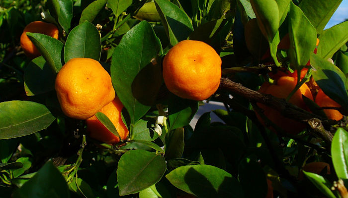 propiedades y beneficios del calamondín