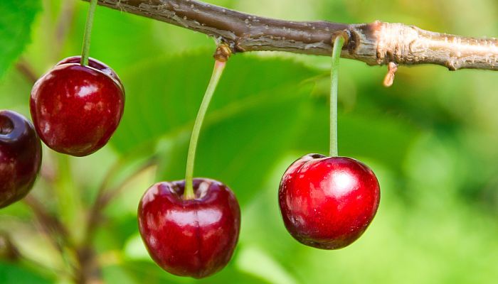 propiedades y beneficios del capuli