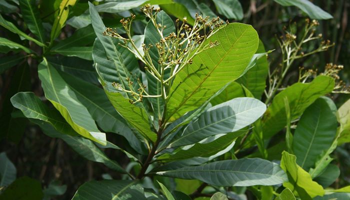 propiedades y beneficios del caracolí
