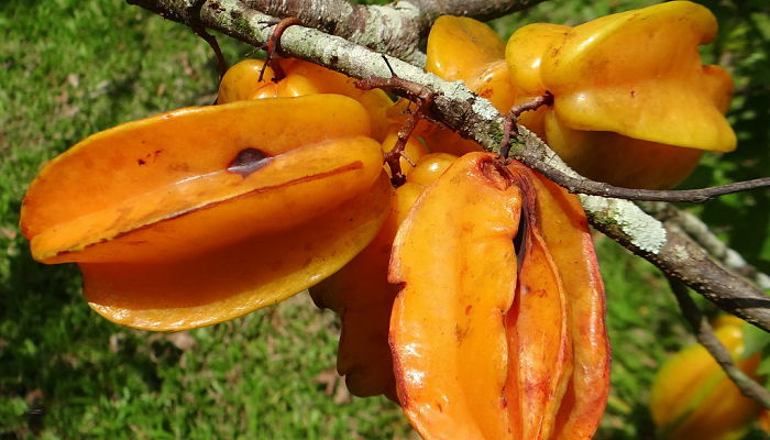 10 Beneficios Y Propiedades Del
Carambolo