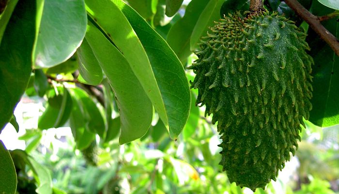 propiedades y beneficios del catoche