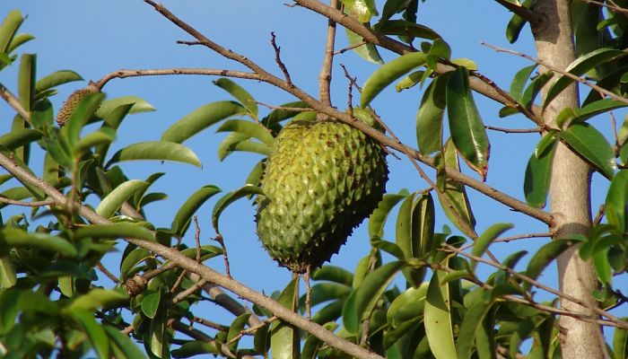 propiedades y beneficios del catuche