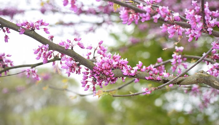 propiedades y beneficios del cercis