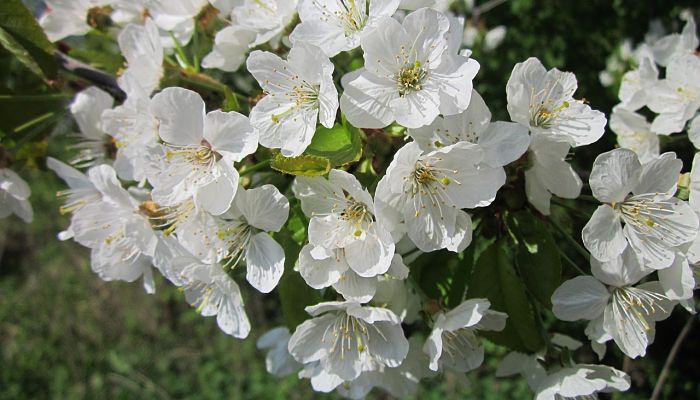 propiedades y beneficios del cerezo guindal