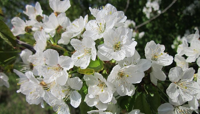 propiedades y beneficios del cerezo