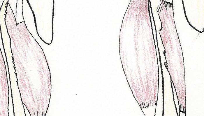 beneficios del chamburo