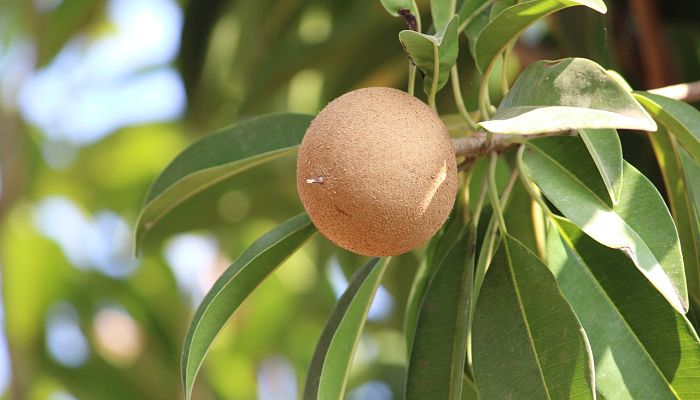propiedades y beneficios del chicozapote