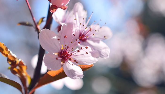 6 Beneficios Y Propiedades Del Ciruelo
Erizo De Árbol