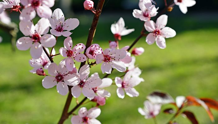 propiedades y beneficios del ciruelo erizo de árbol