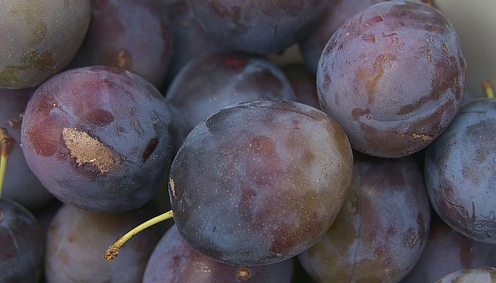 10 Beneficios Y Propiedades Del Ciruelo
Europeo