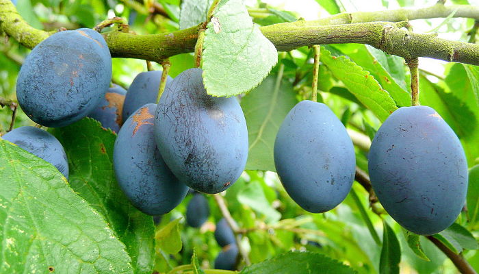 propiedades y beneficios del ciruelo silvestre