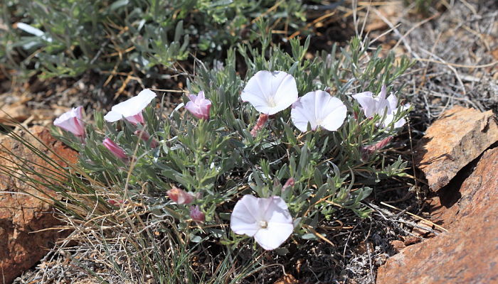 propiedades y beneficios del convolvulus