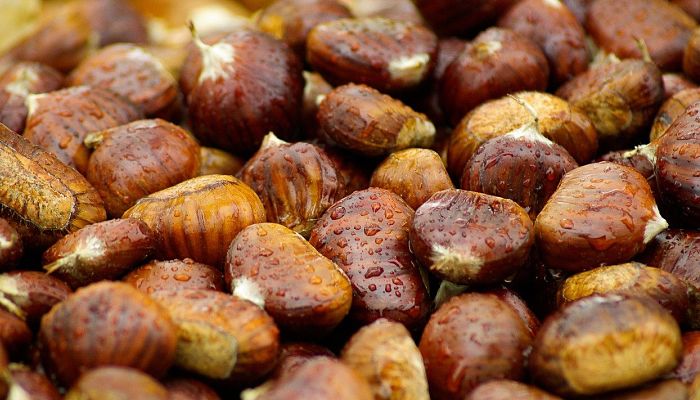 propiedades y beneficios del coquito de brasil