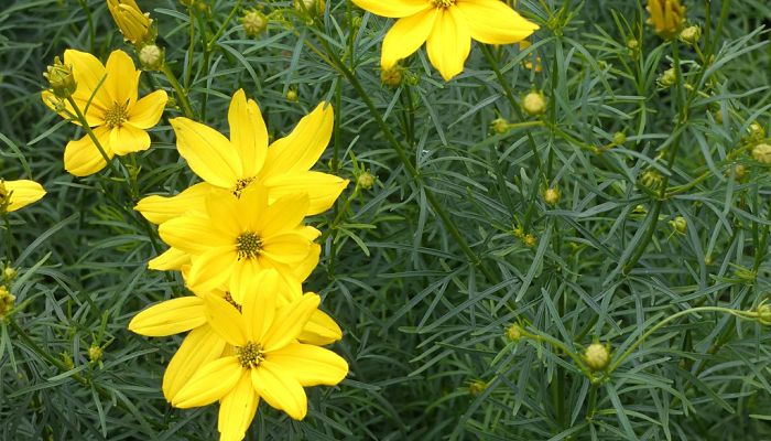 propiedades y beneficios del coreopsis