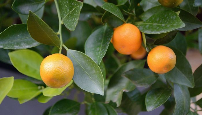 propiedades y beneficios del cumquat