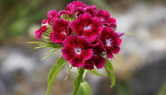 propiedades y beneficios del dianthus