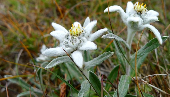 propiedades y beneficios del edelweiss