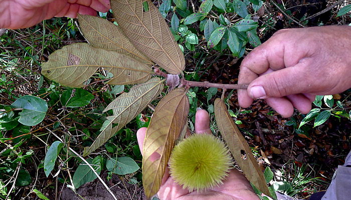 propiedades y beneficios del erizo de árbol