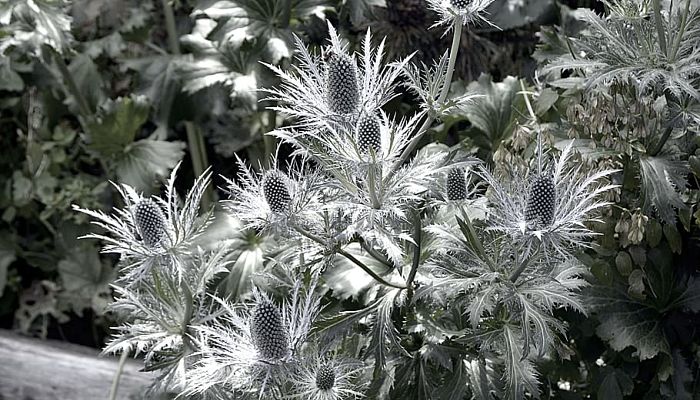 propiedades y beneficios del eryngium