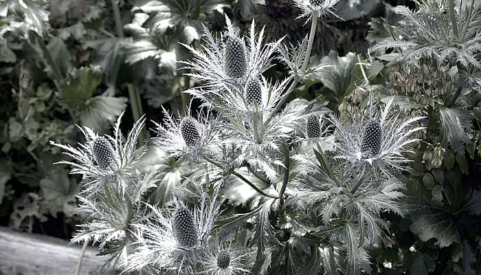 Cabezuelas plateadas y brácteas espinosas de un cardo azul de jardín del género Eryngium