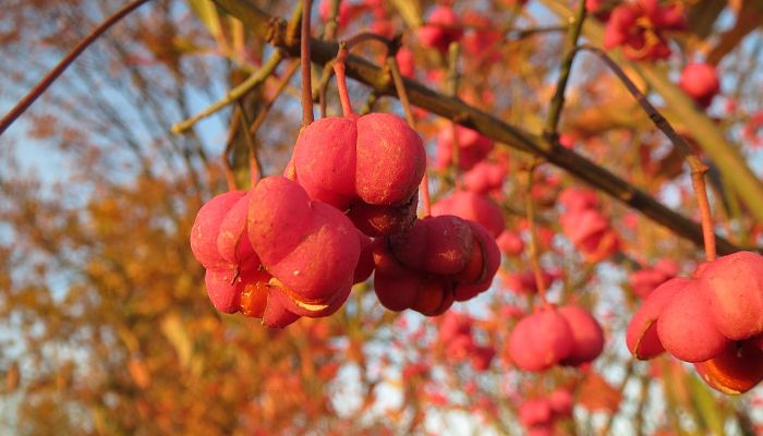 propiedades y beneficios del euonymus