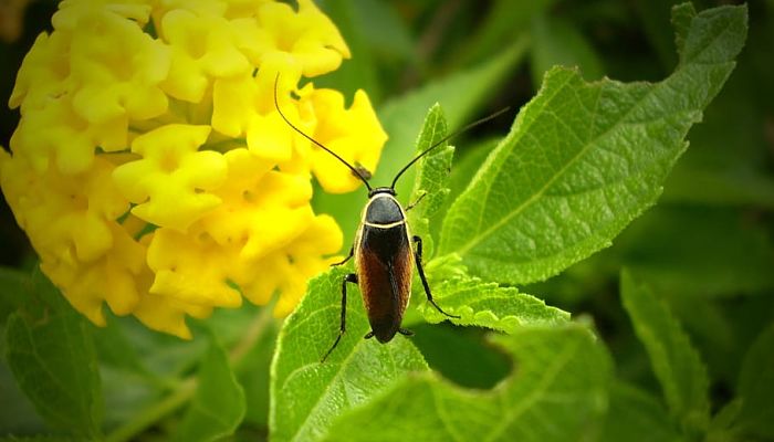 propiedades del euonymus