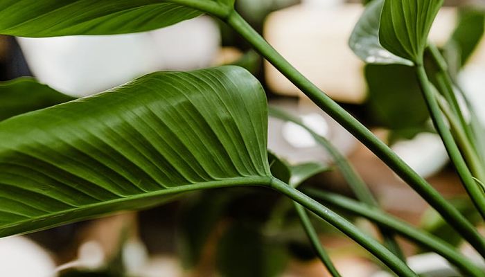 8 Beneficios Y Propiedades Del
Filodendro