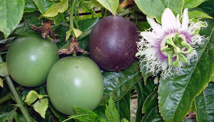 propiedades y beneficios del fruto de la pasión