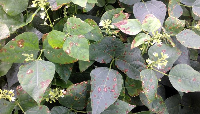 propiedades y beneficios del garrofo